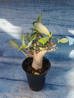 Adenium Baobab (Адениум)