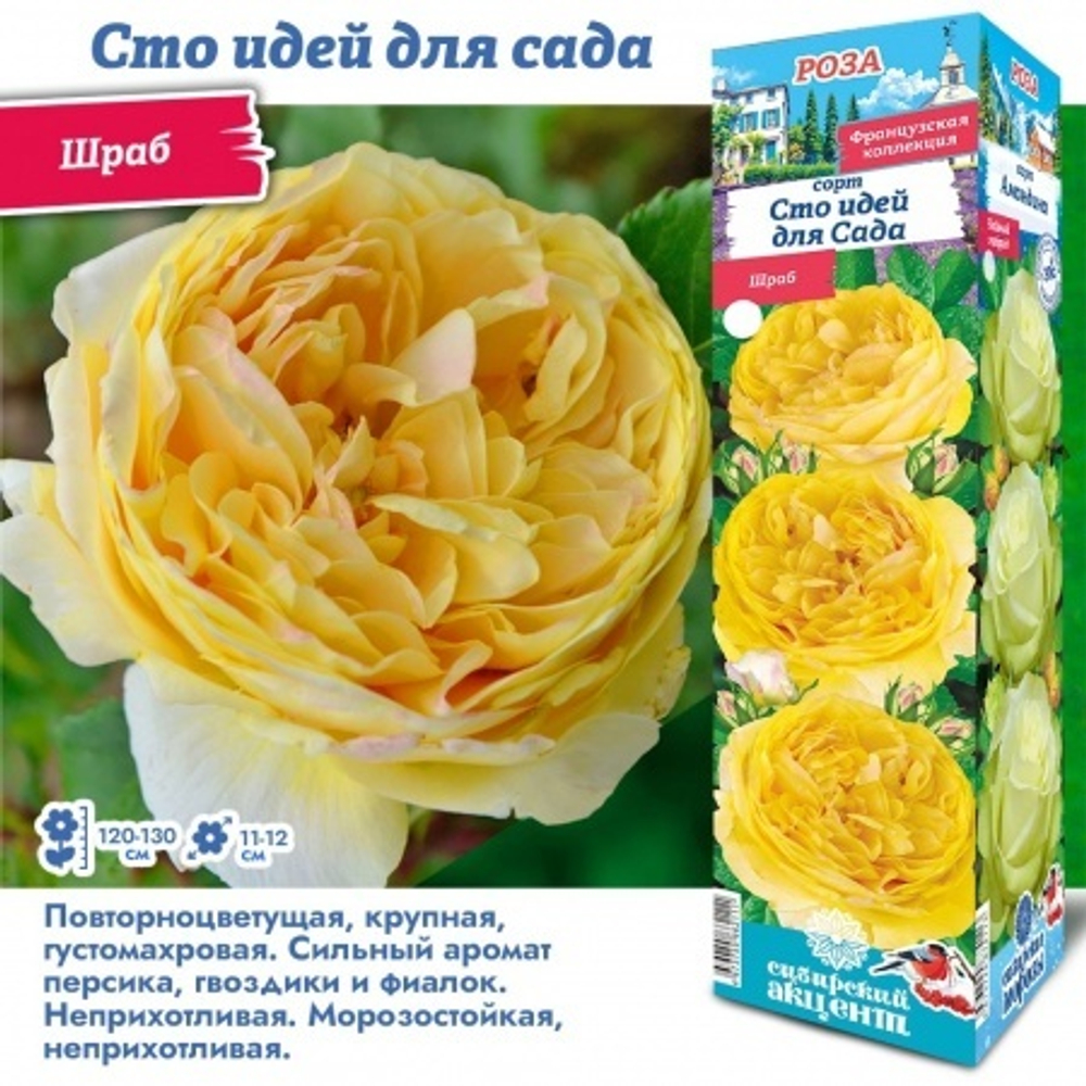 Роза Сто идей для Сада (Шраб)