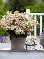 Гортензия метельчатая Полестар