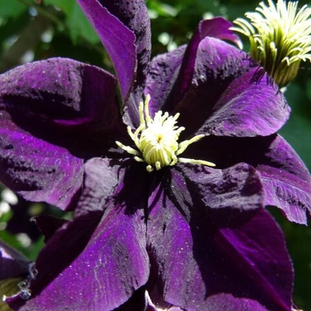 Клематис Негритянка