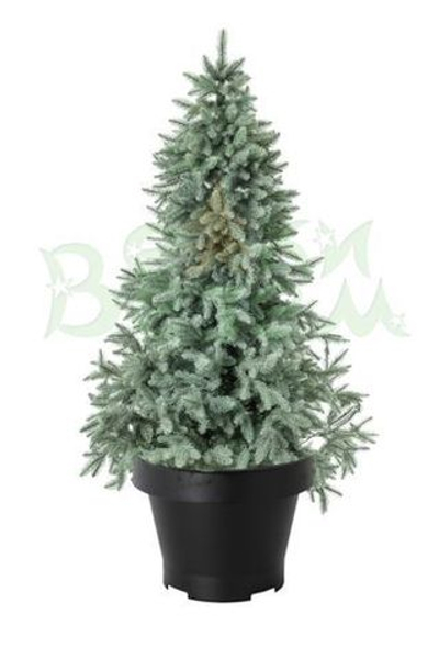 Голубая ель в горшке