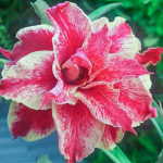 Адениум обесум 074 Tiêu Phong