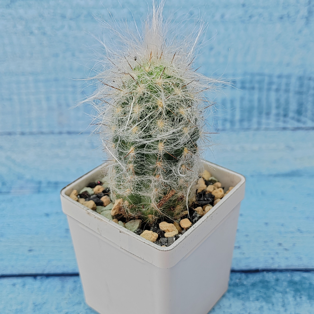Espostoa Lanata (Эспостоя)