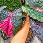 Колоказия ACID WARLOCK