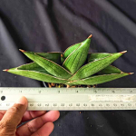 Сансевиерия BILBAO