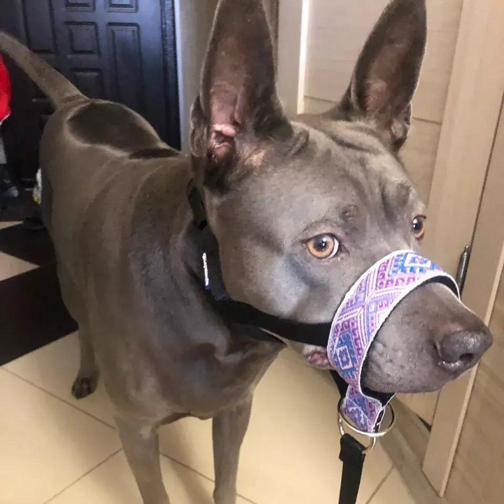 Недоуздок "Северные Мотивы" для собак