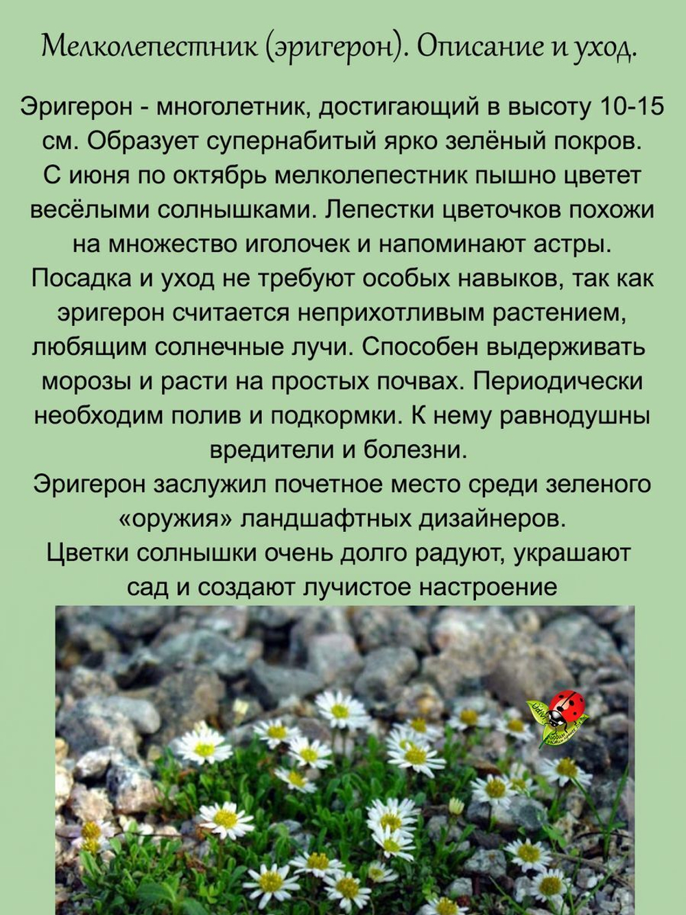 Эригерон мелколепестник почвопокровный многолетний