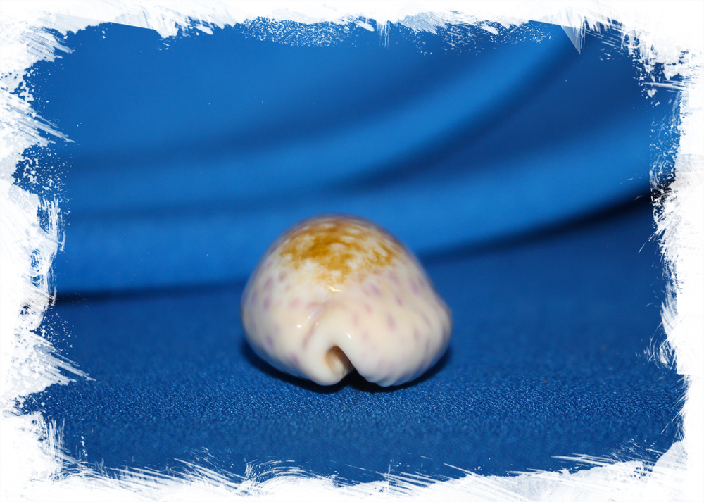 Китайская ципрея (Ovatipsa chinensis)