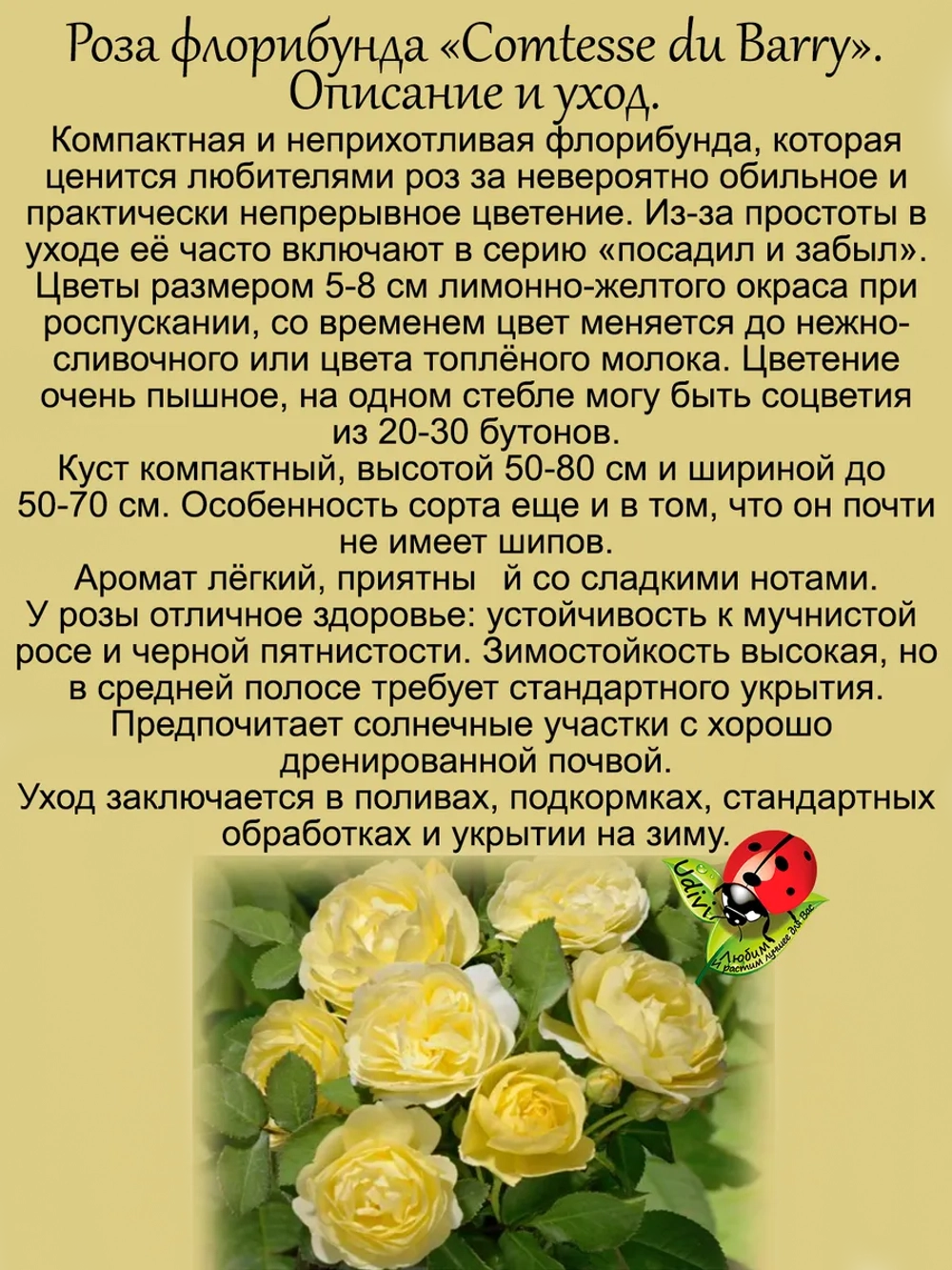Роза Комтесс дю Барри постоянноцветущая