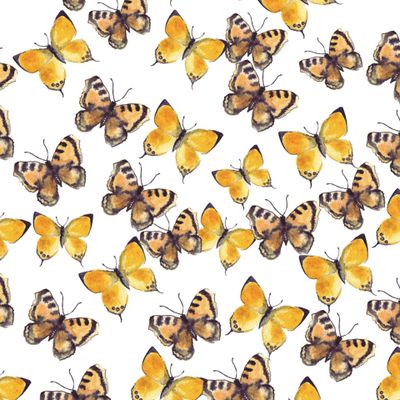 Российские желтые бабочки на белом фоне