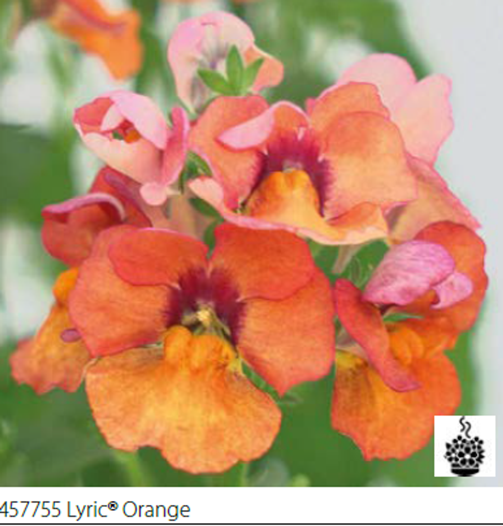 ЕВРО Немезия Lyric Orange укорененный черенок ОКС февраль 26 Volmary