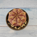 Gymnocalycium Daydream (Гимнокалициум)