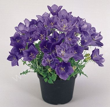 S4007 Колокольчик Clips Deep Blue 100 шт.