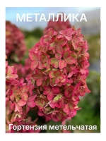 Металлика гортензия метельчатая
