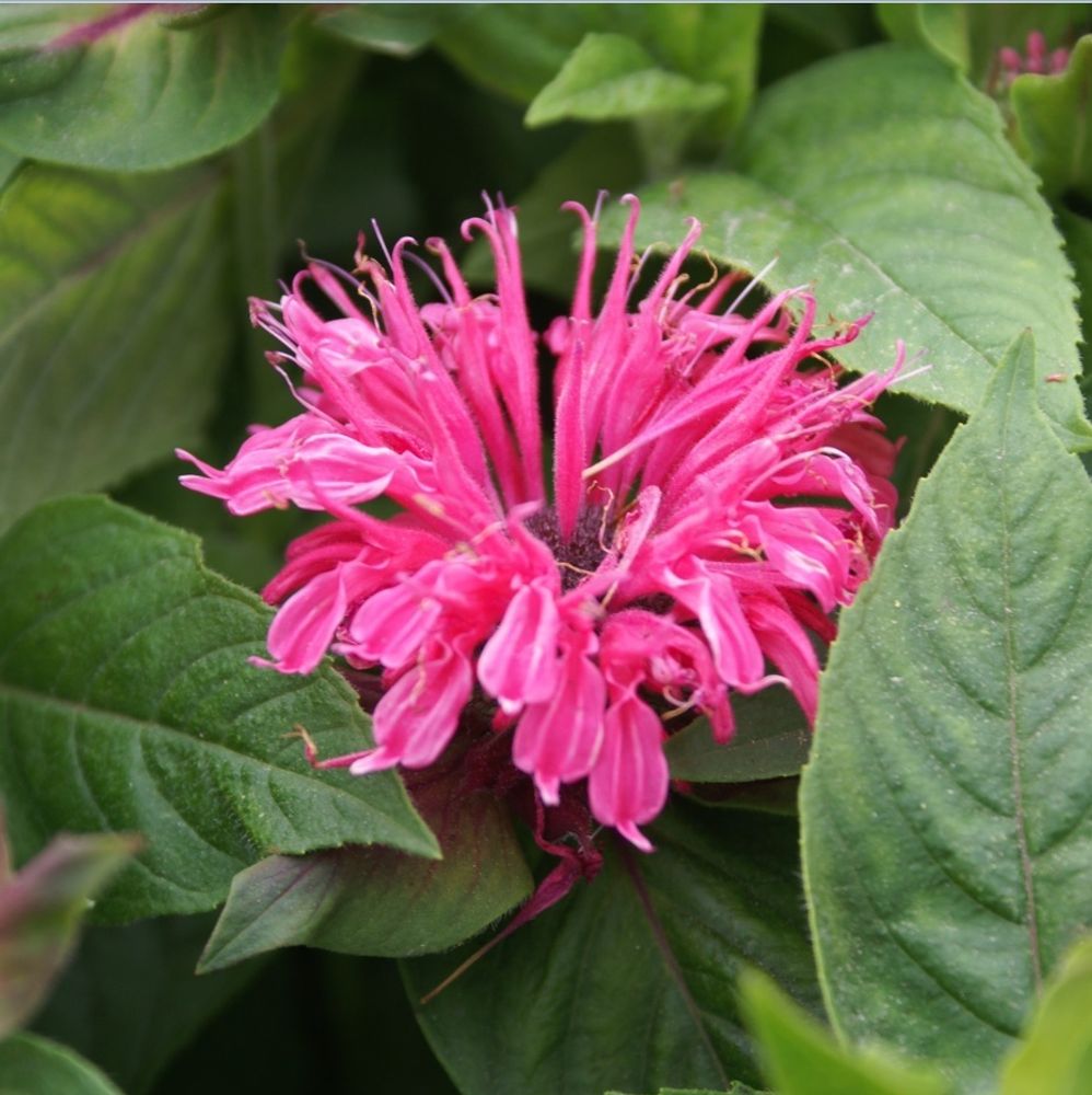 Монарда гибридная &quot;Pink Lace&quot;. Monarda  hybride &quot;Pink Lace&quot;.