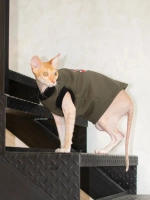 Одежда для кошек сфинкс гуччи