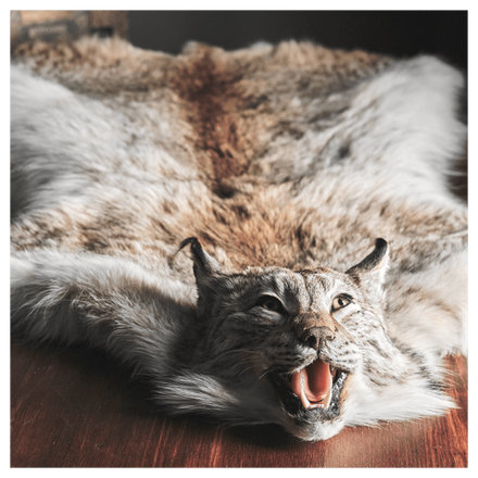 Шкура рыси «Рысь»