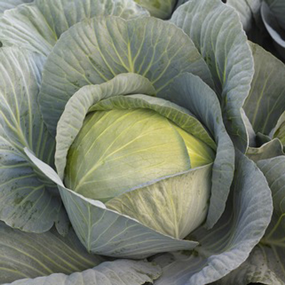 Дербент F1 семена капусты белокочанной (Syngenta / Сингента)