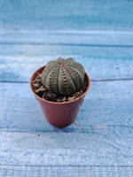 Euphoria Obesa (Эуфорбия)