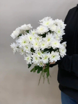 Букет 5 хризантем в ленте