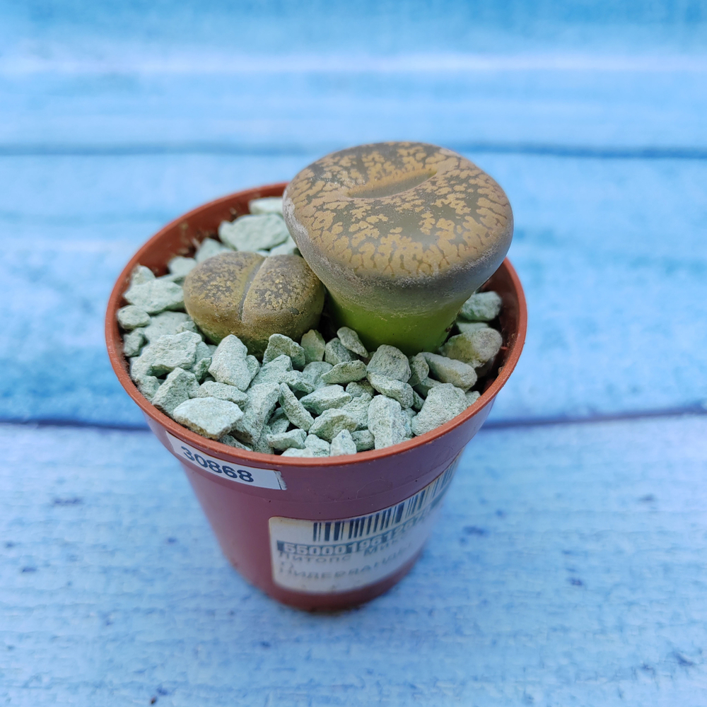 Lithops sp. (Литопсы)