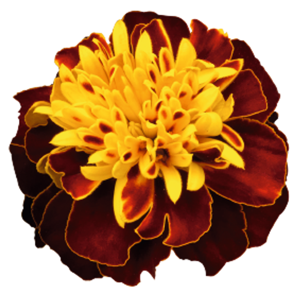 Бархатцы отклоненные Супер Хироу Спрей (100шт) Витагрин Профи