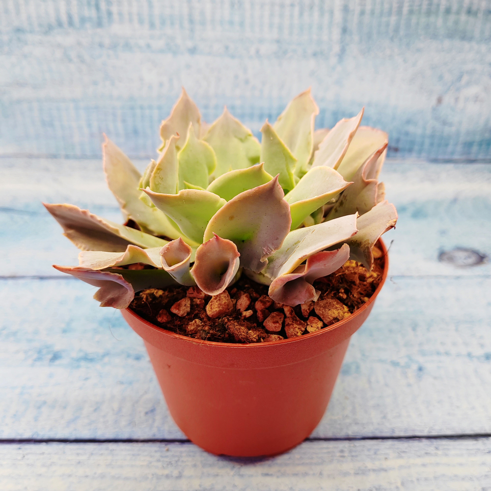 Echeveria Trumpet Pinky (Эхеверия)