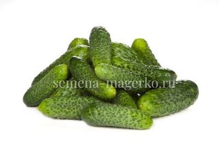 Огурец Лист F1 (1000 семян)