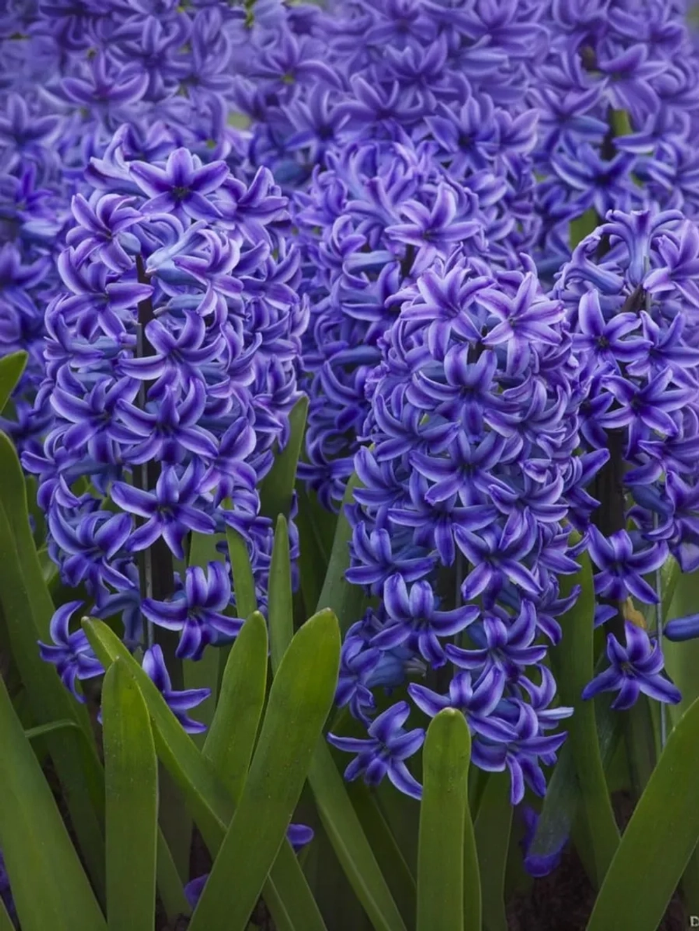 Гиацинт Блю Джекет