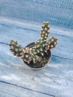 Tephrocactus Molinensis (Тефрокактус)
