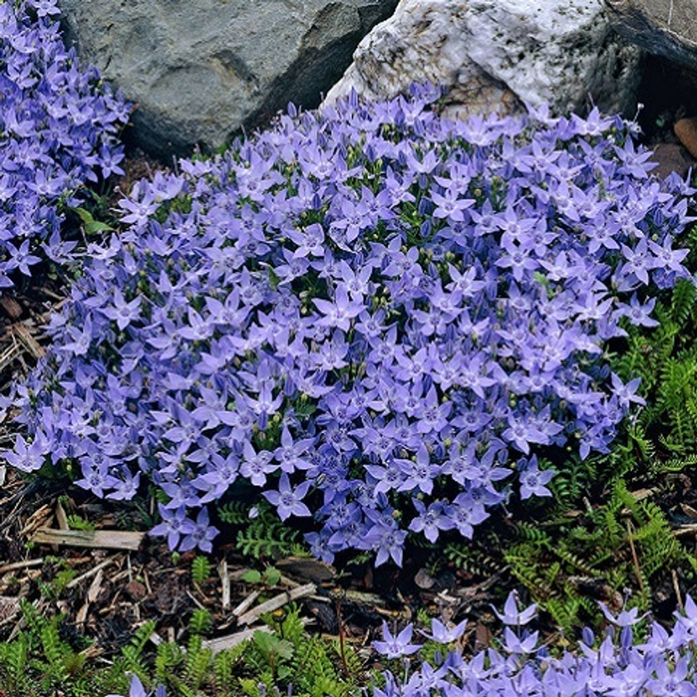 Колокольчик гарганский Filligree (blue)