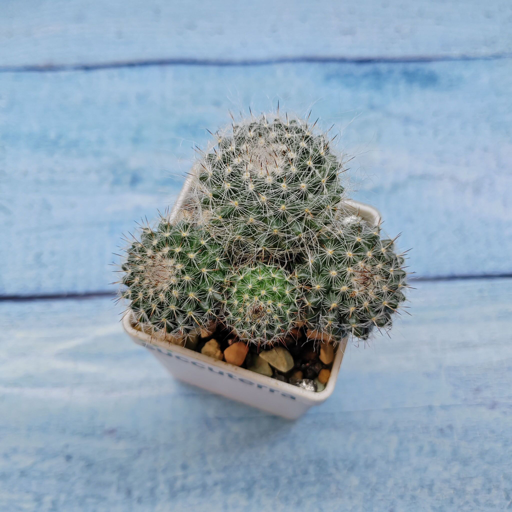 Mammillaria Hahniana (Маммилярия)