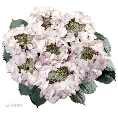 Гортензия крупнолистная (Macrophylla) Charm 9 шт.