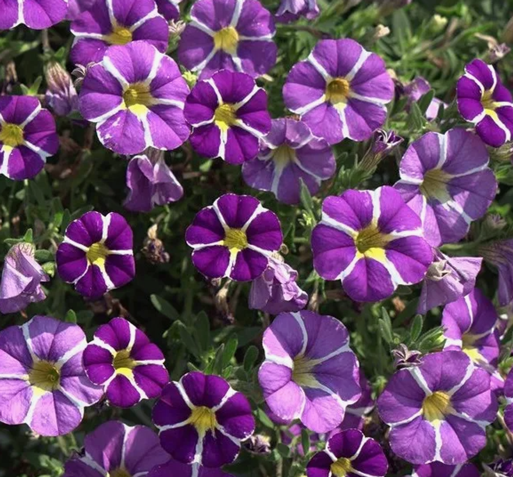 ЕВРО Калибрахоа Mini Famous Rave Blue Bicolour укорененный черенок ОКС