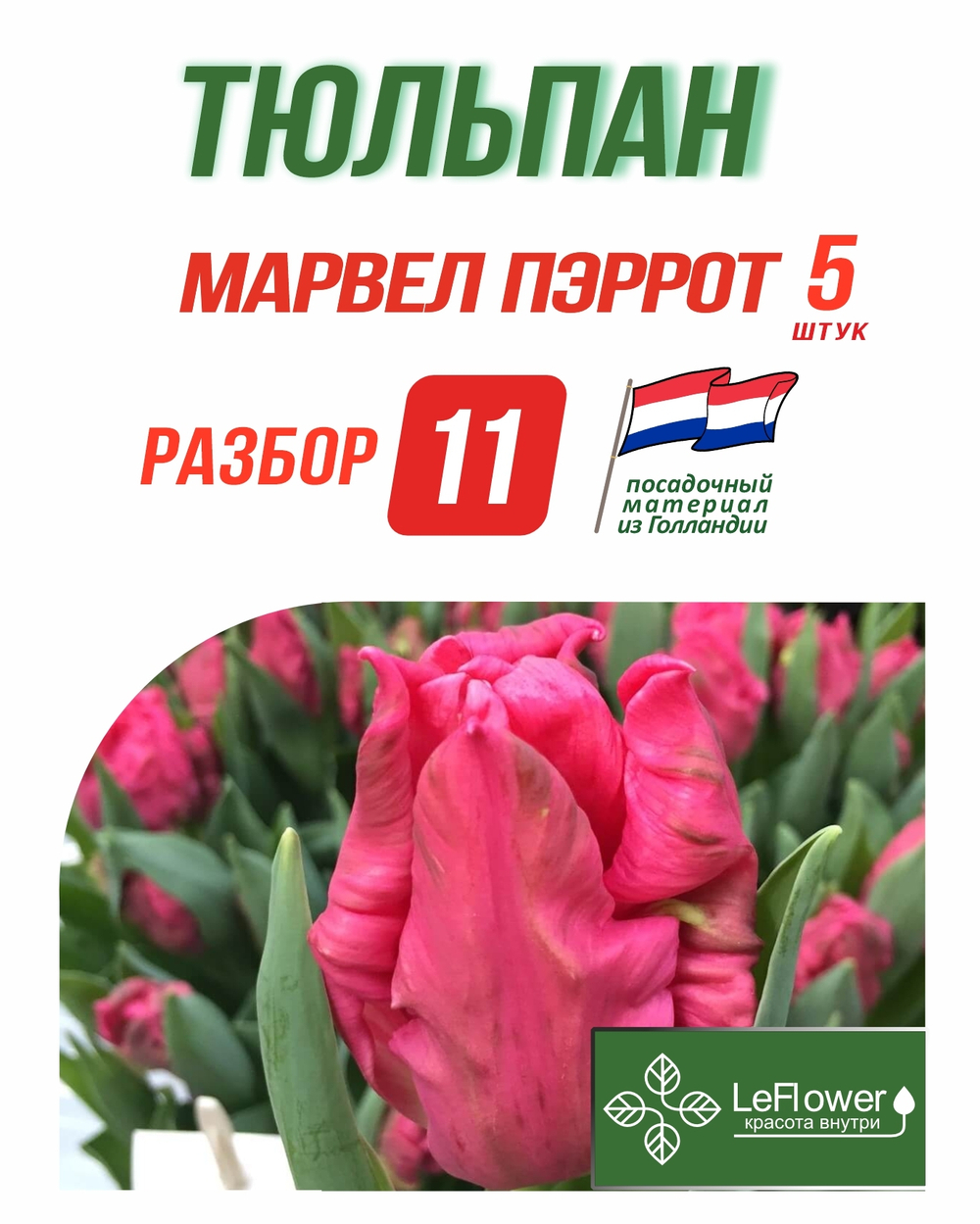 Тюльпан Луковица, Марвел Пэррот, 5шт