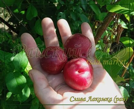 Слива Лакомка ( Красномясая подгорная)