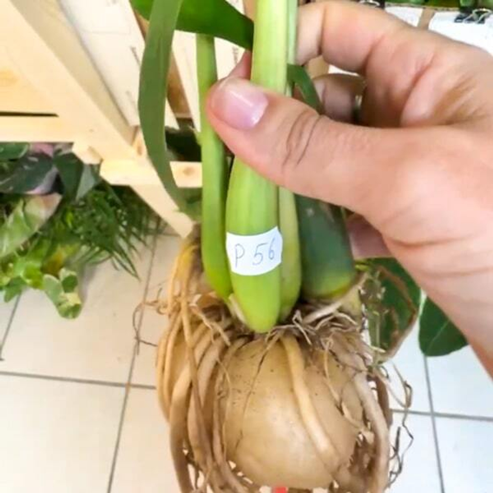 Замиокулькас EMPEROR