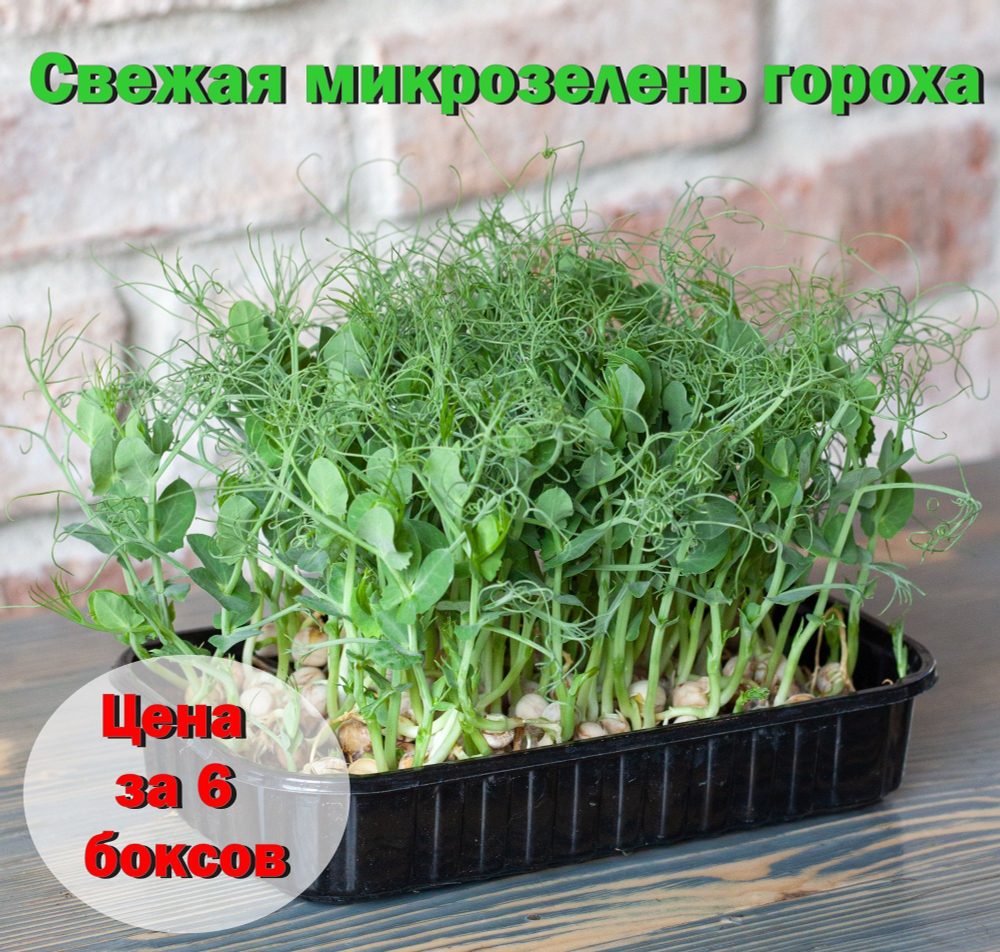 Свежая микрозелень гороха / 5 боксов / суперфуд