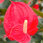 Антуриум Андре MELANIE RED