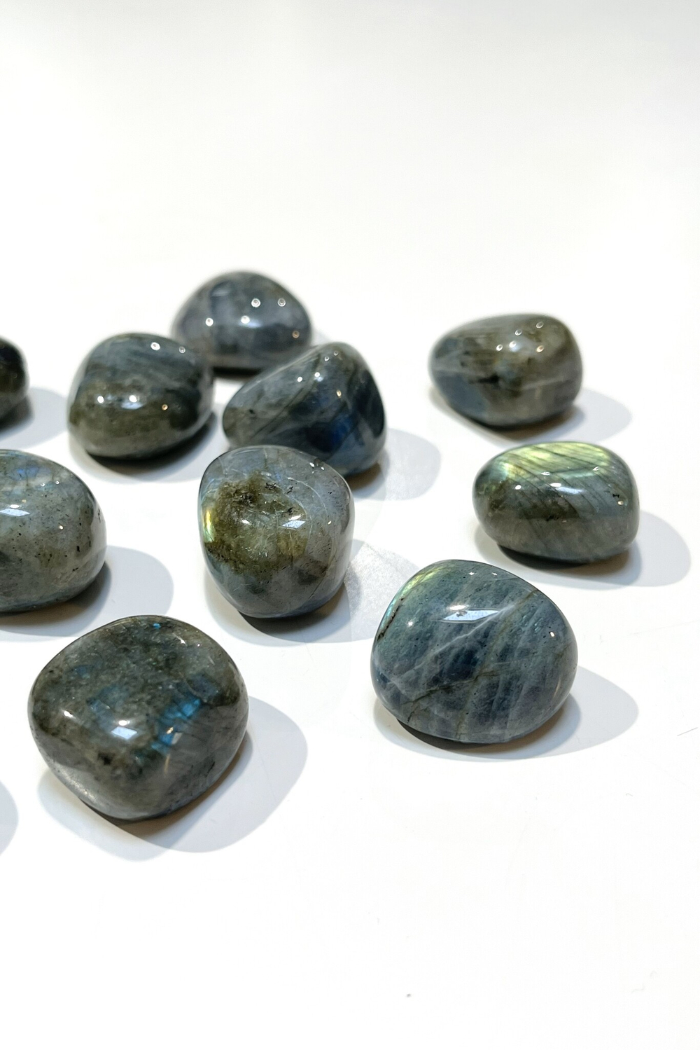 Лабрадор галтовка