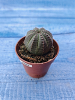 Euphorbia Obesa (Эуфорбия)
