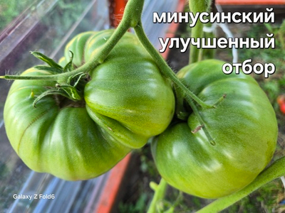 МИНУСИНСКИЙ УЛУЧШЕННЫЙ ОТБОР