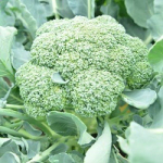 Айронмен F1 семена капусты брокколи (Seminis / Семинис)