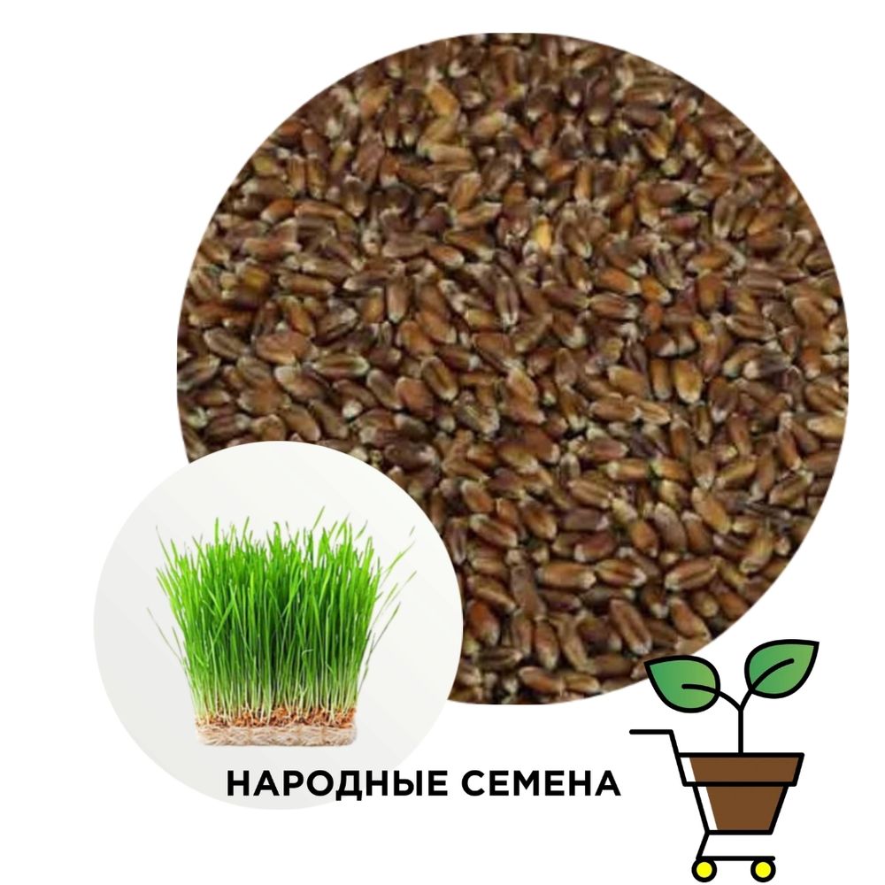 Пшеница Чернобровая микрозелень
