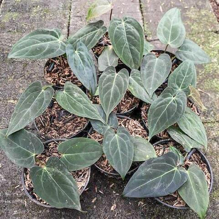 Антуриум PAPILLILAMINUM BLUE XONE