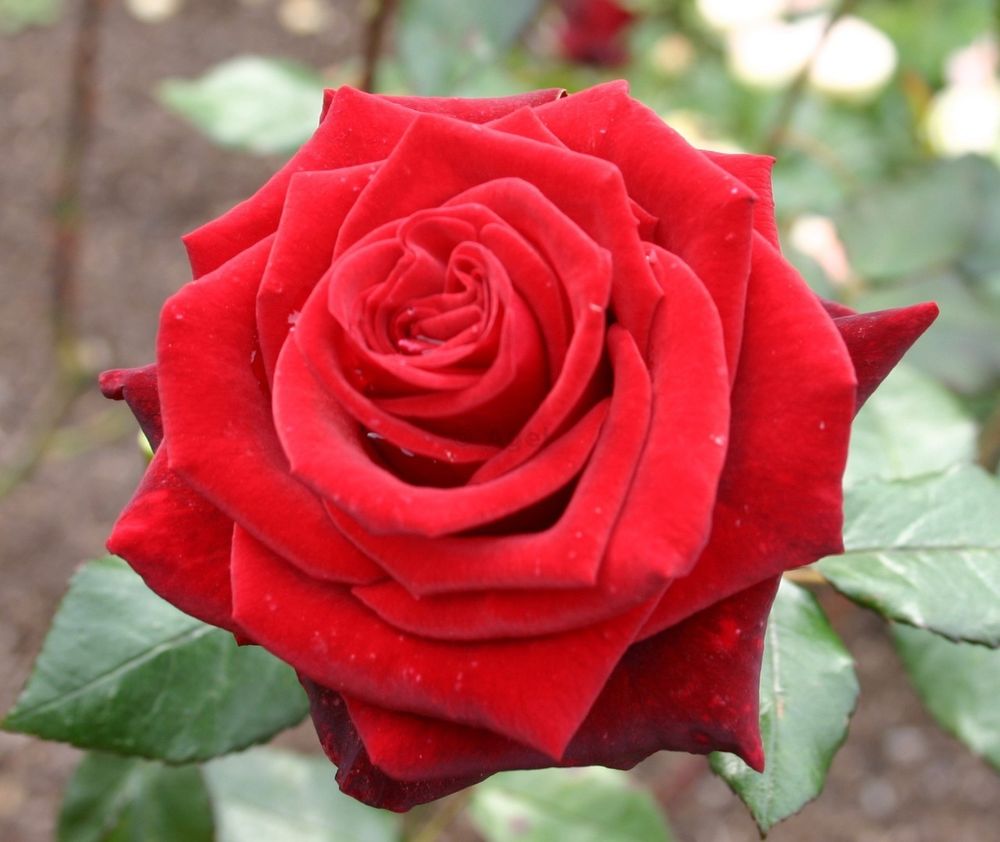 Роза чайно-гибридная Мадина