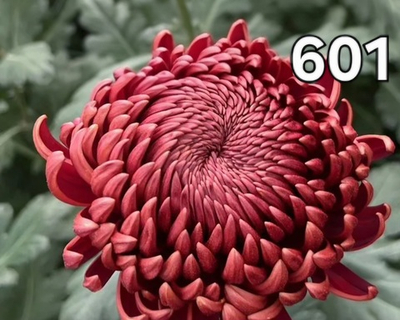 САЖЕНЦЫ ХРИЗАНТЕМЫ КРУПНОЦВЕТКОВАЯ 601 БИГУДИ РЕД
