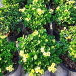 Эуфорбия Миля карликовая NAB THONG