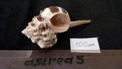 Мурексы (110-120 мм)