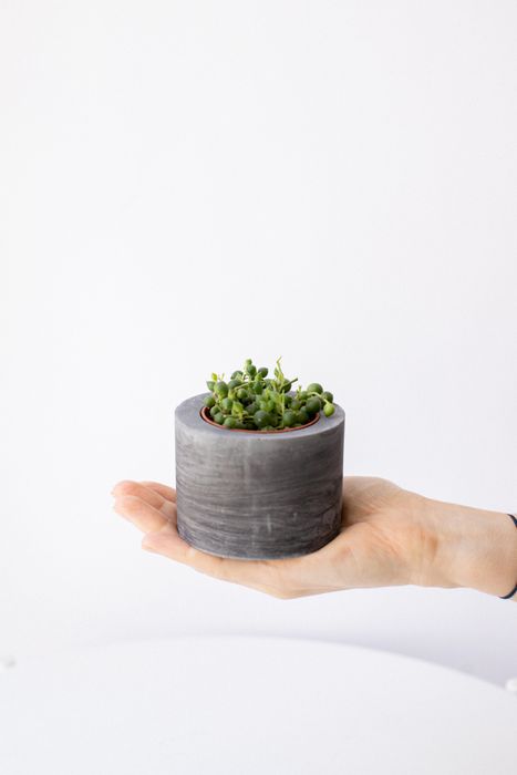 Комнатные растения от 600 руб 🌱 | KRAP/VA